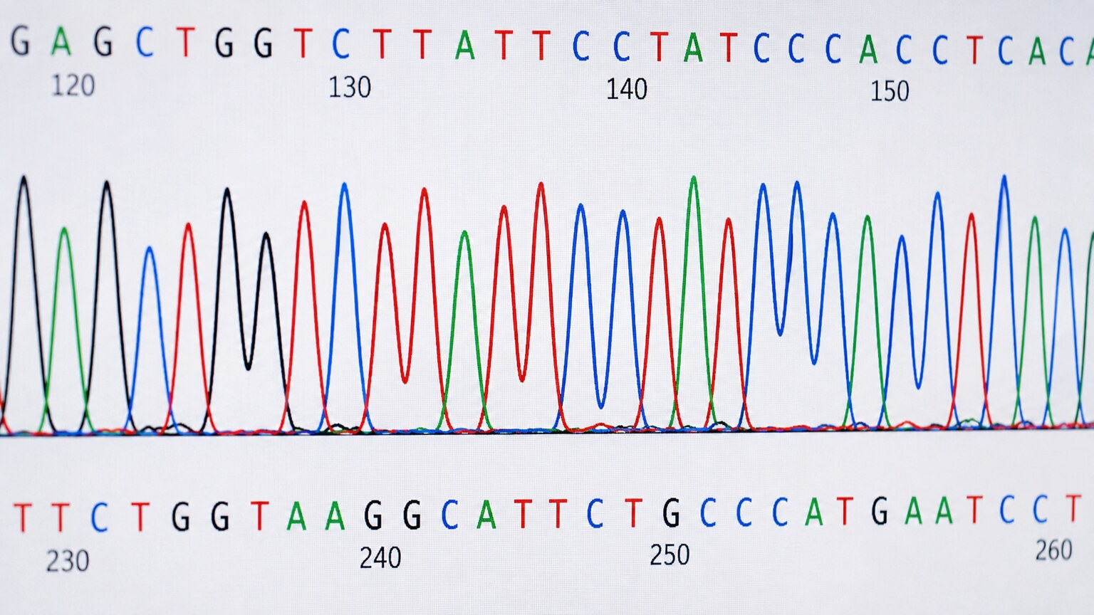 Close-up of a colorful DNA sequencing electropherogram readout showing overlapping peaks representing individual DNA bases