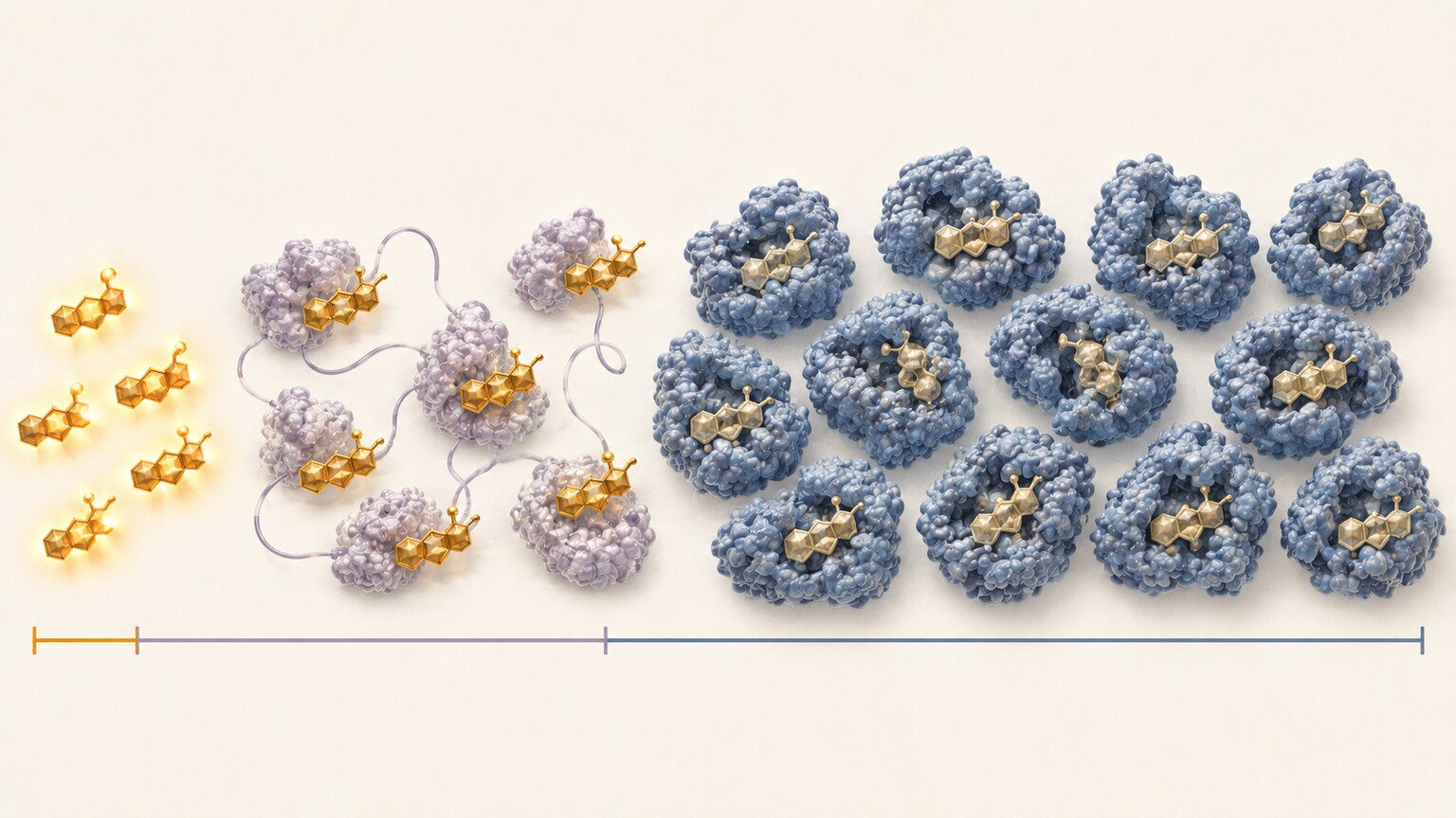 Scientific illustration of testosterone binding fractions in the bloodstream showing free, albumin-bound, and SHBG-bound testosterone