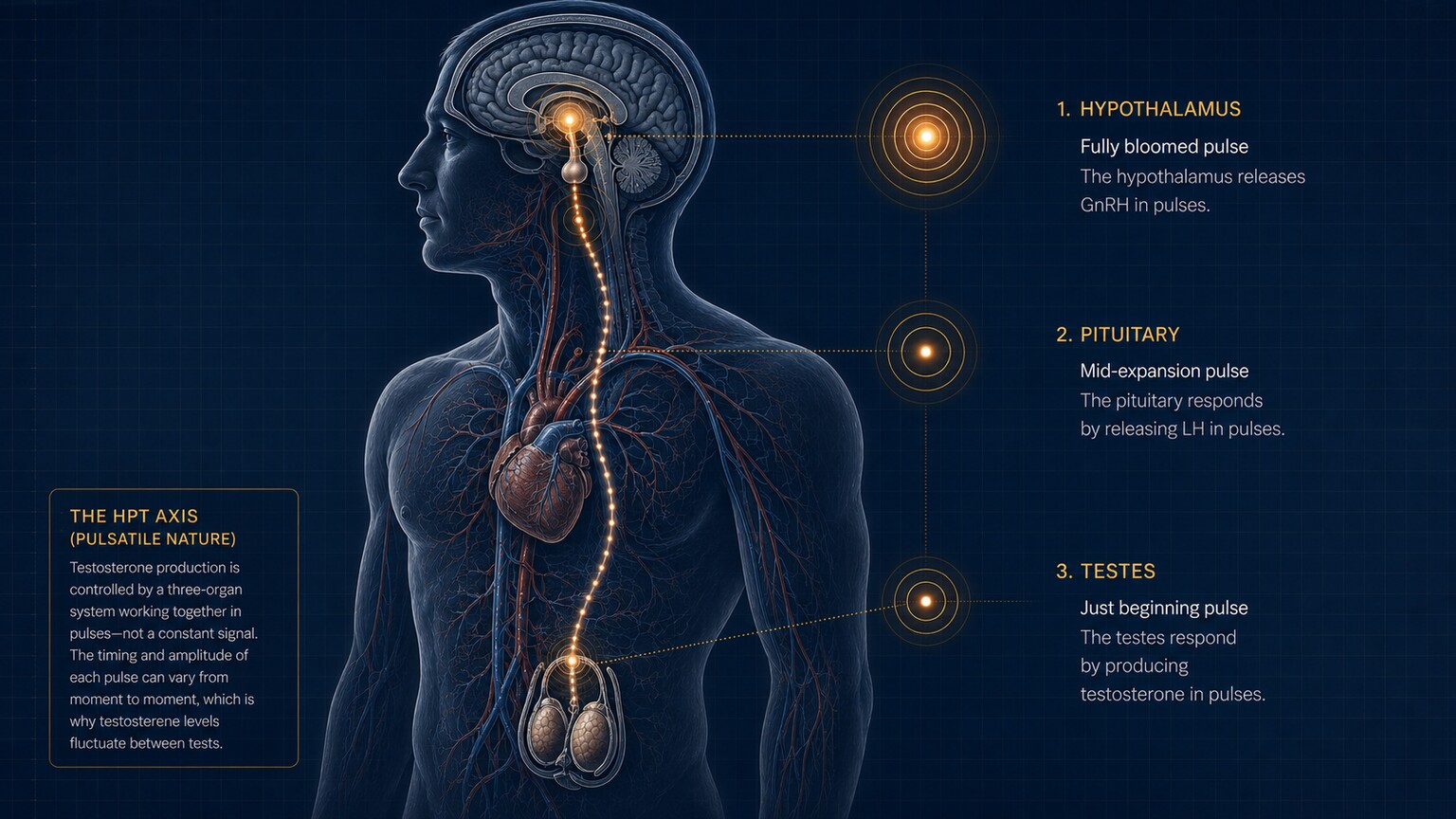 Scientific illustration of the hypothalamus, pituitary gland, and testes releasing hormone signals in irregular pulsing bursts