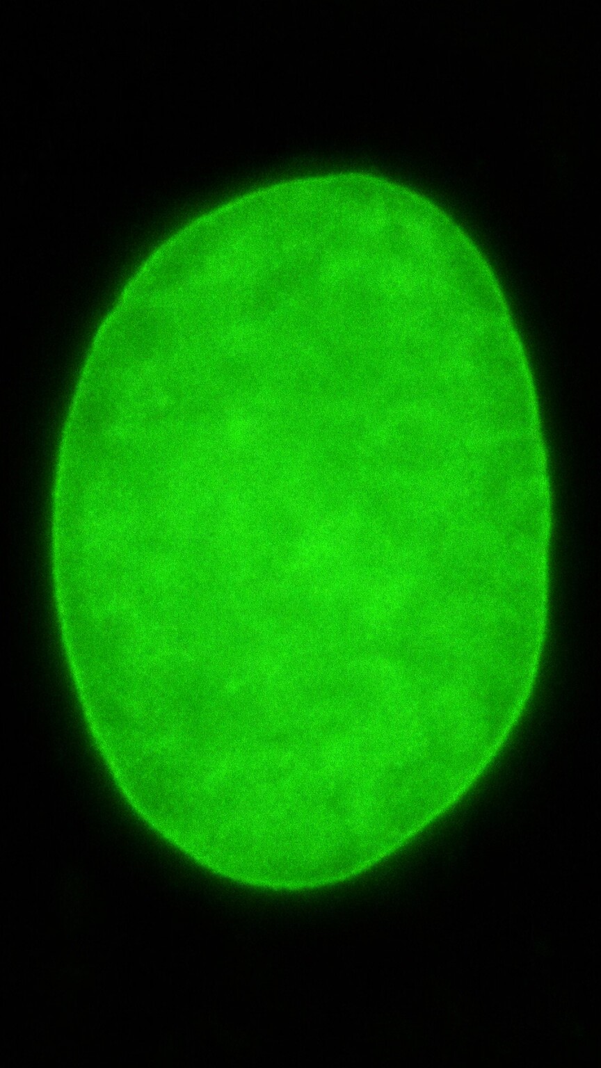 Scientific illustration of a cell nucleus glowing uniformly and evenly throughout its entire visible area, representing the homogeneous ANA staining pattern