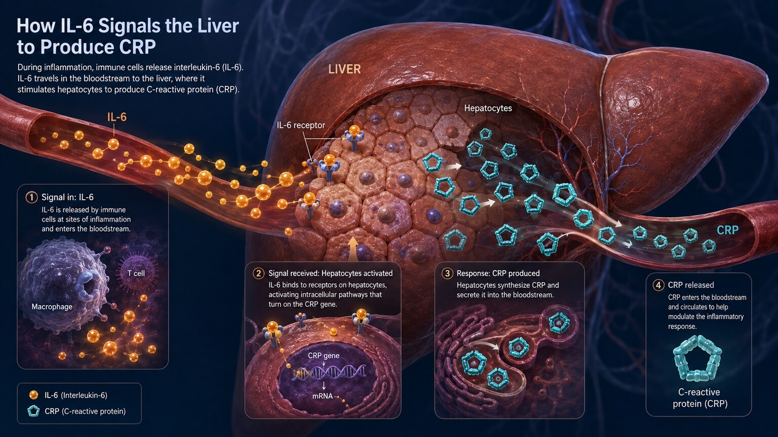 Scientific illustration of liver hepatocytes producing CRP molecules in response to interleukin-6 signaling in the blood