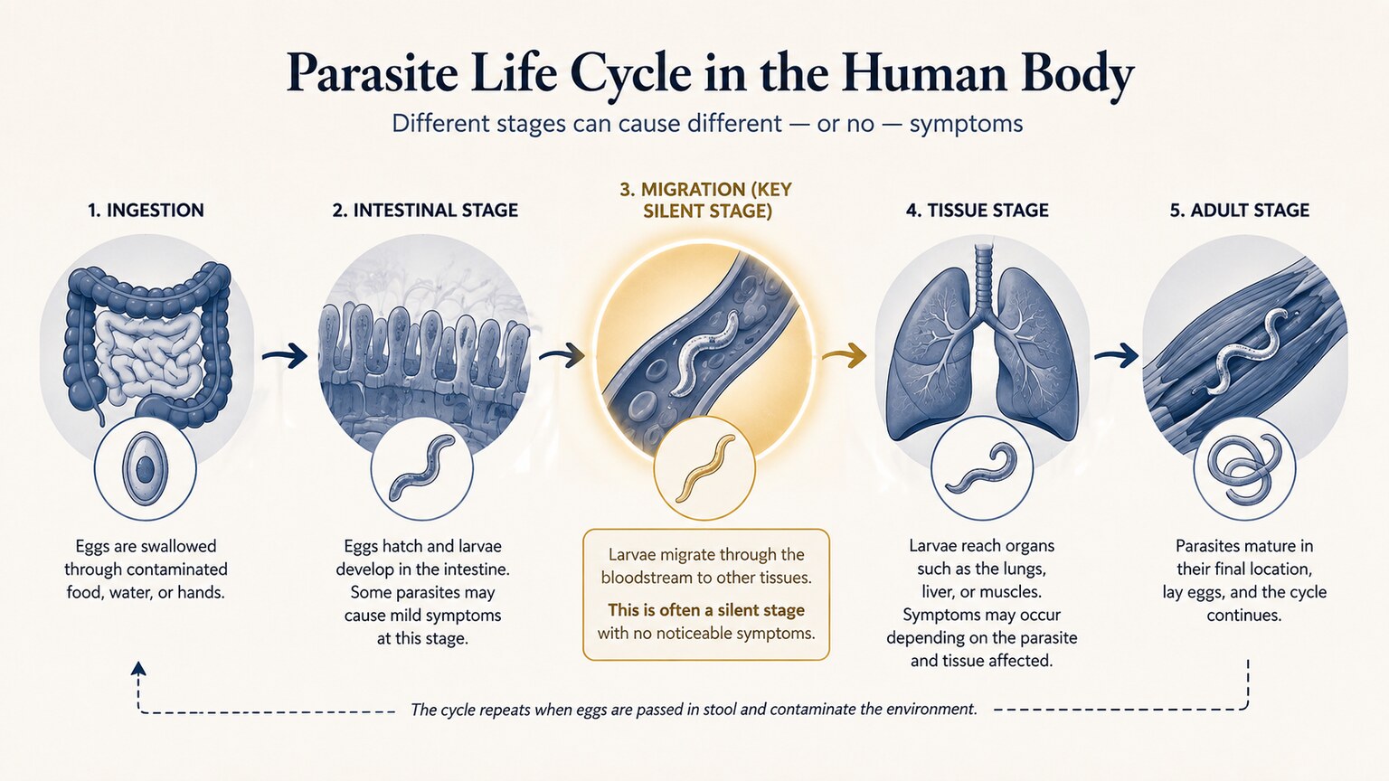 Scientific illustration showing the multiple distinct life cycle stages of a parasite, from egg to larva to adult, each in a different location in the body