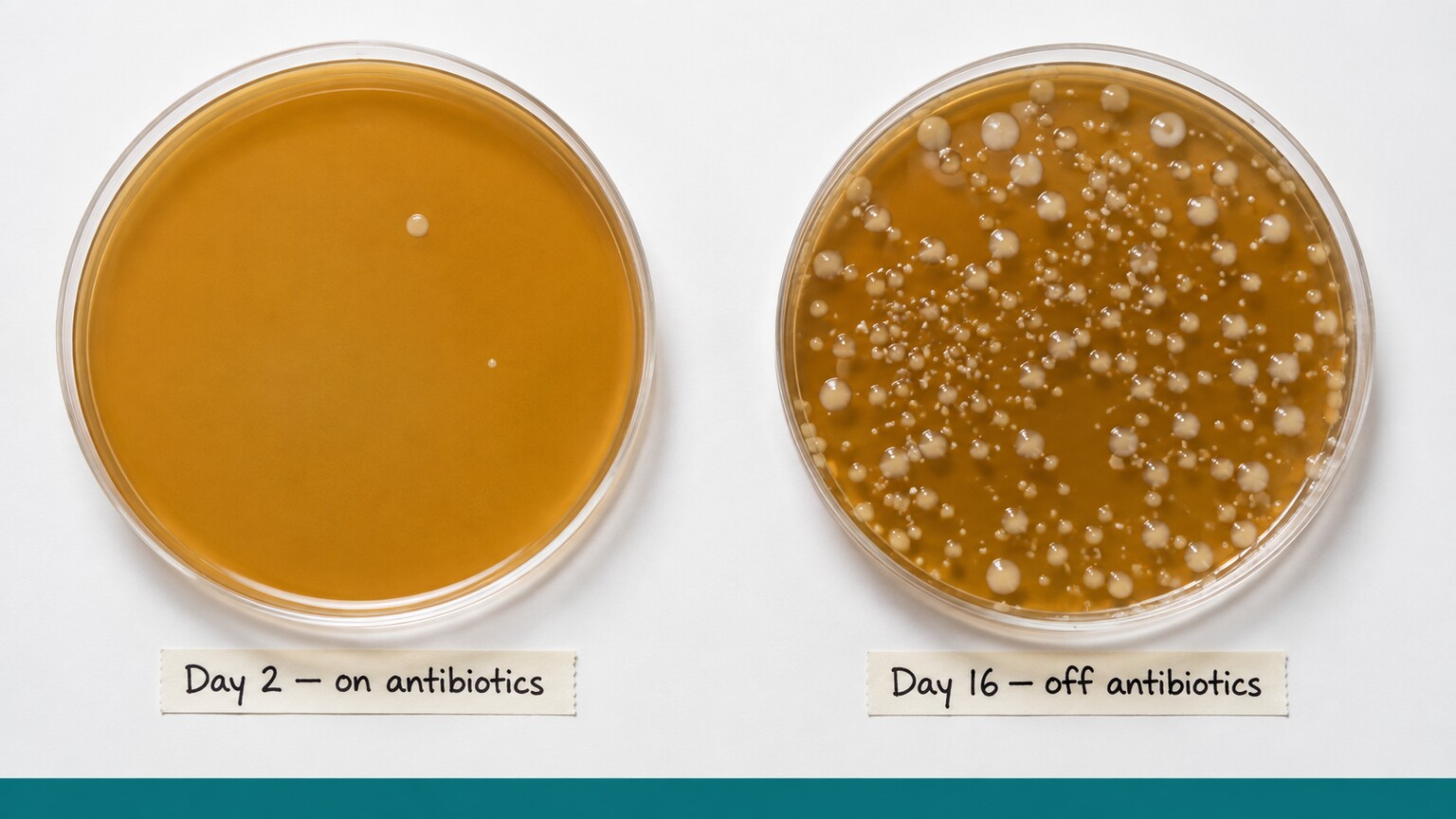 Side-by-side comparison of two labeled petri dishes, one nearly empty and one showing dense bacterial colony growth two weeks apart