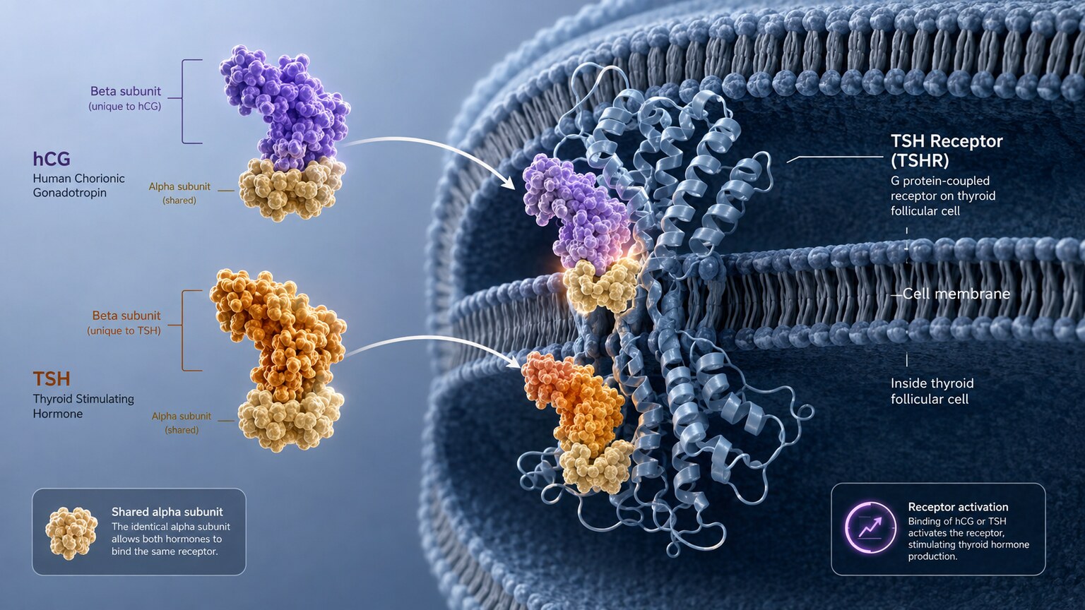 Scientific illustration comparing the hCG and TSH hormone molecules both binding to the same thyroid receptor