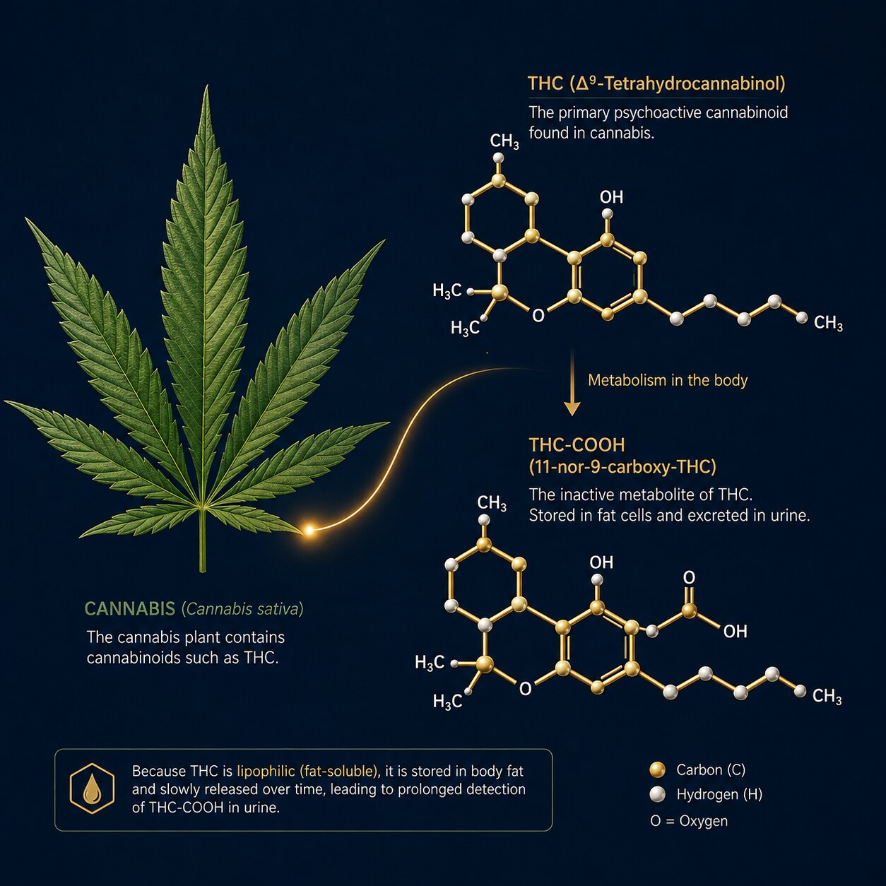 Scientific illustration of a cannabis leaf beside the molecular structure of THC and its fat-soluble metabolite