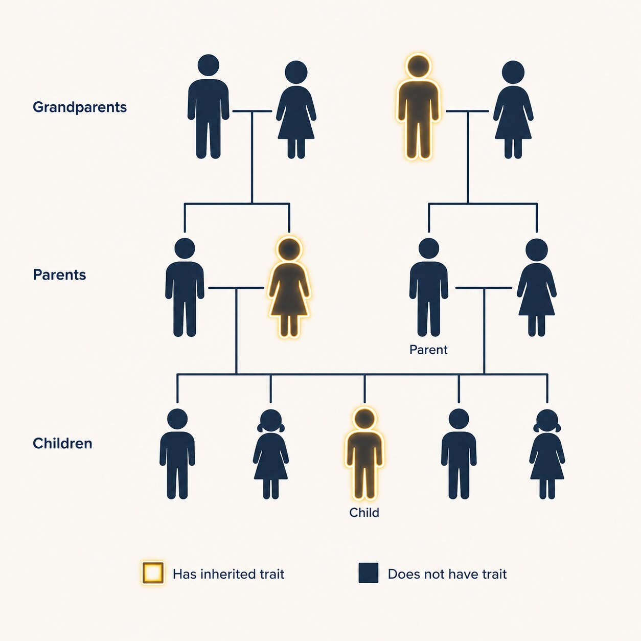 Illustration representing an inherited genetic trait affecting kidney glucose transporter proteins, passed through a family