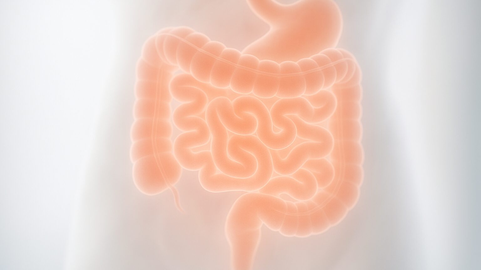 Digital illustration of iron being absorbed through the lining of the small intestine