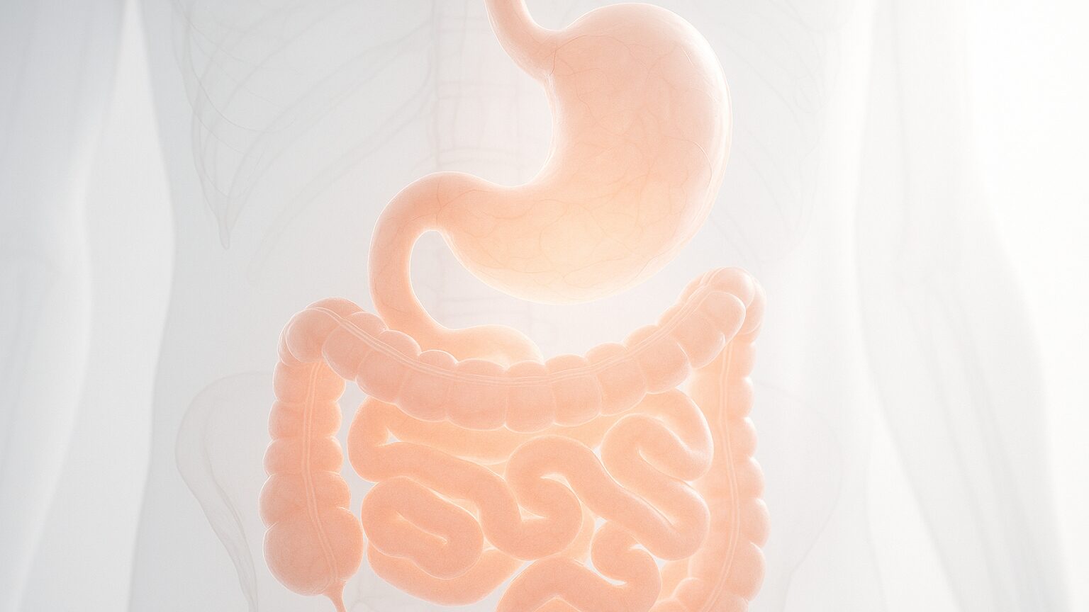 Digital illustration of the stomach and small intestine highlighting the path of vitamin B12 absorption