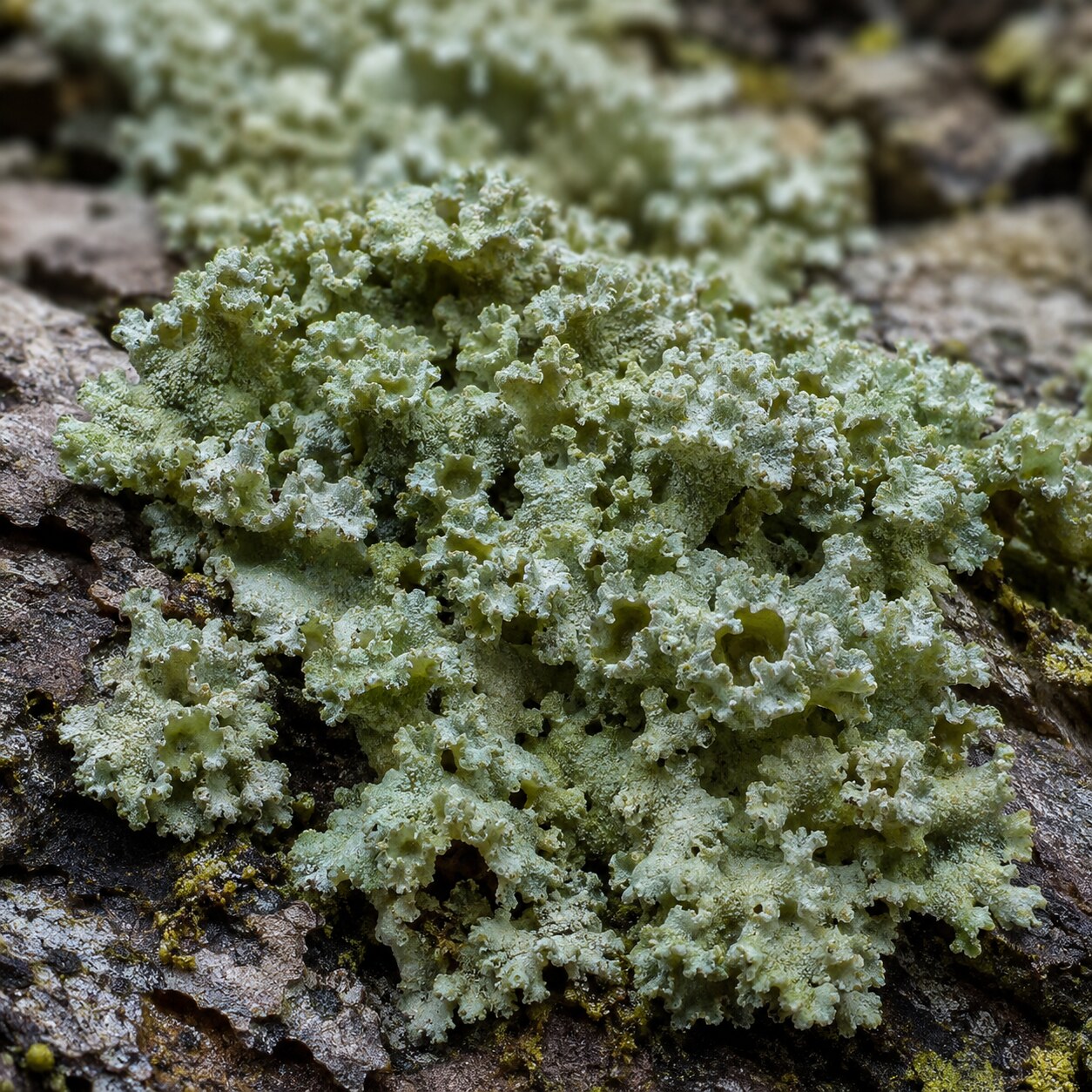 Close-up macro photograph of lichen growth, the plant-based source used to manufacture vegan-compatible vitamin D3 supplements